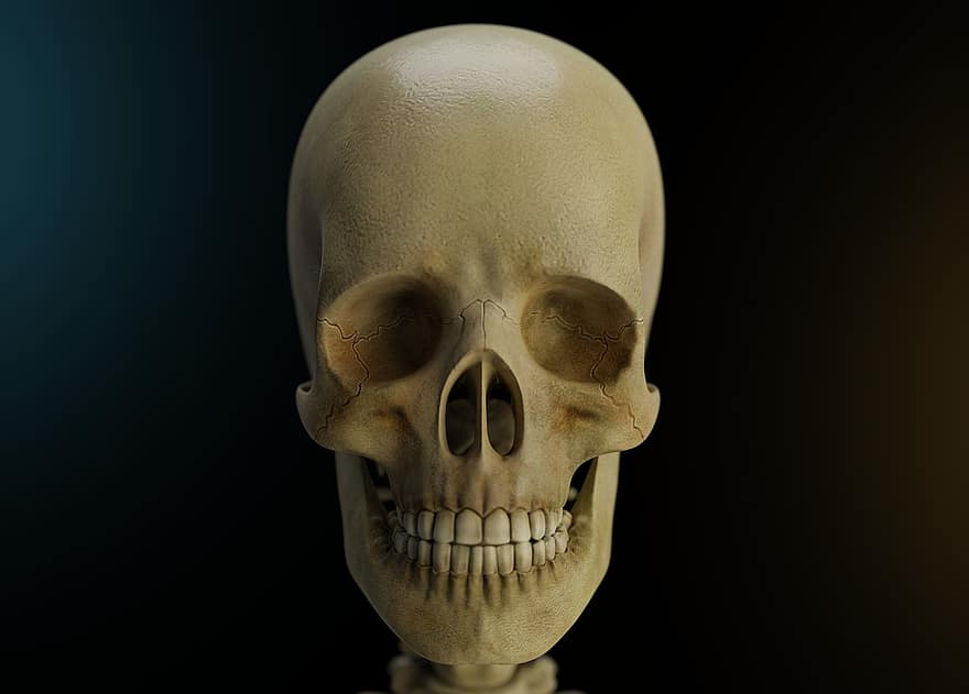 cráneo, cabeza, esqueleto, huesos, anatomía, humano, muerte, 3d