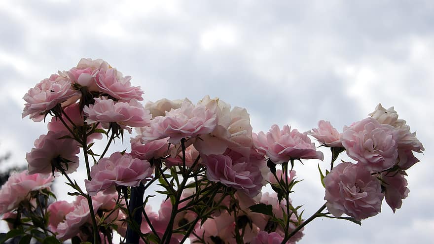 ro, rosa rosor, rosa blommor, rosablommor, Rose buske, rosaceae, trädgård, natur, blomma, rosa färg, kronblad