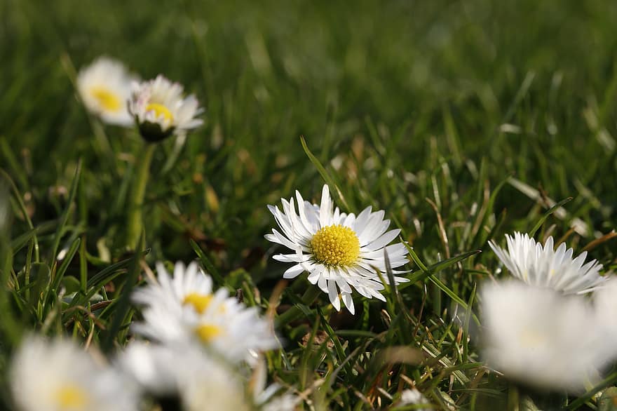 hoa cúc, bông hoa, cây, Hoa màu trắng, hoa, cỏ, đồng cỏ, Thiên nhiên, mùa xuân, mùa hè, màu xanh lục