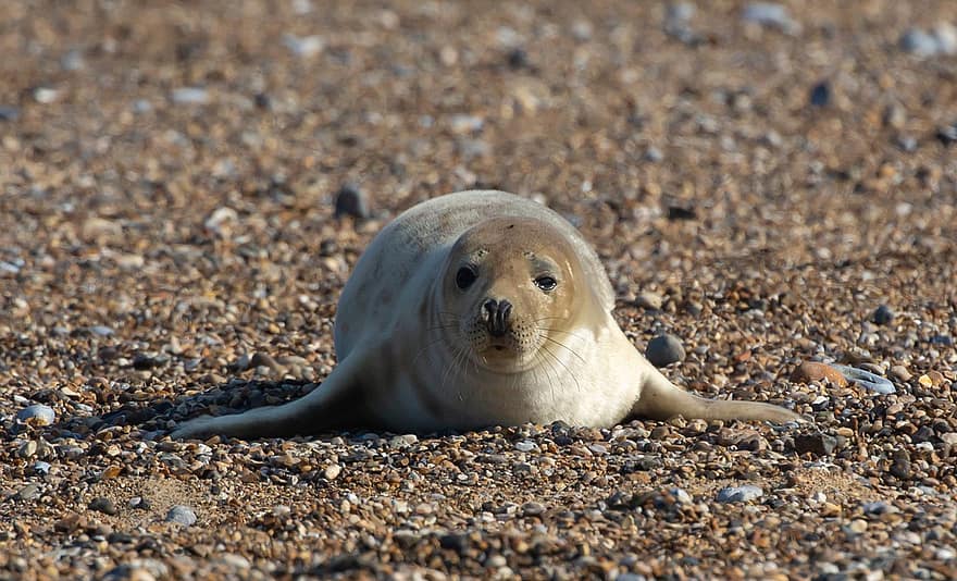 sigillo grigio, cucciolo di foca, foca, spiaggia, pinnipede, sigillo del porto, cucciolo, porto, costa, carina, riposo