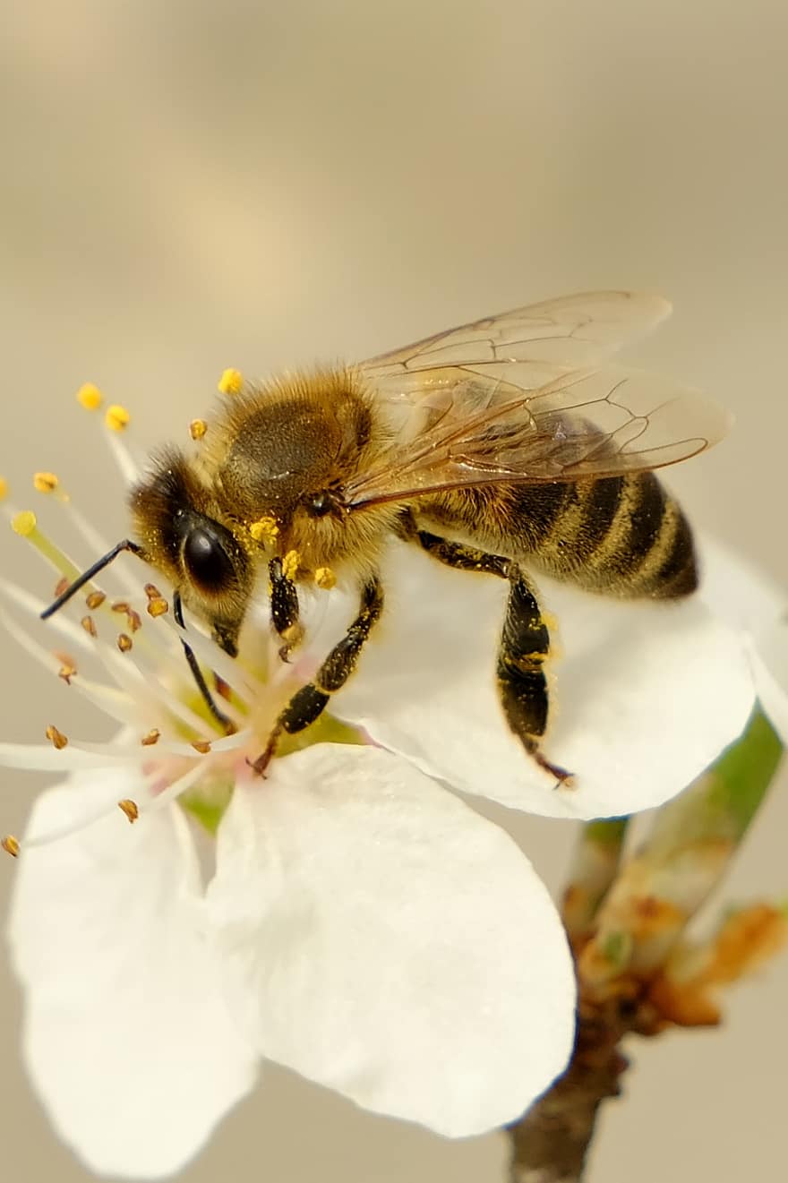 tapety telefonu, květ, pupen, včela, pyl, jaro, dřevo, hmyz, opylování, makro, detail