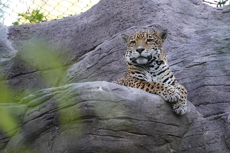 giaguaro, gatto selvatico, zoo, masso