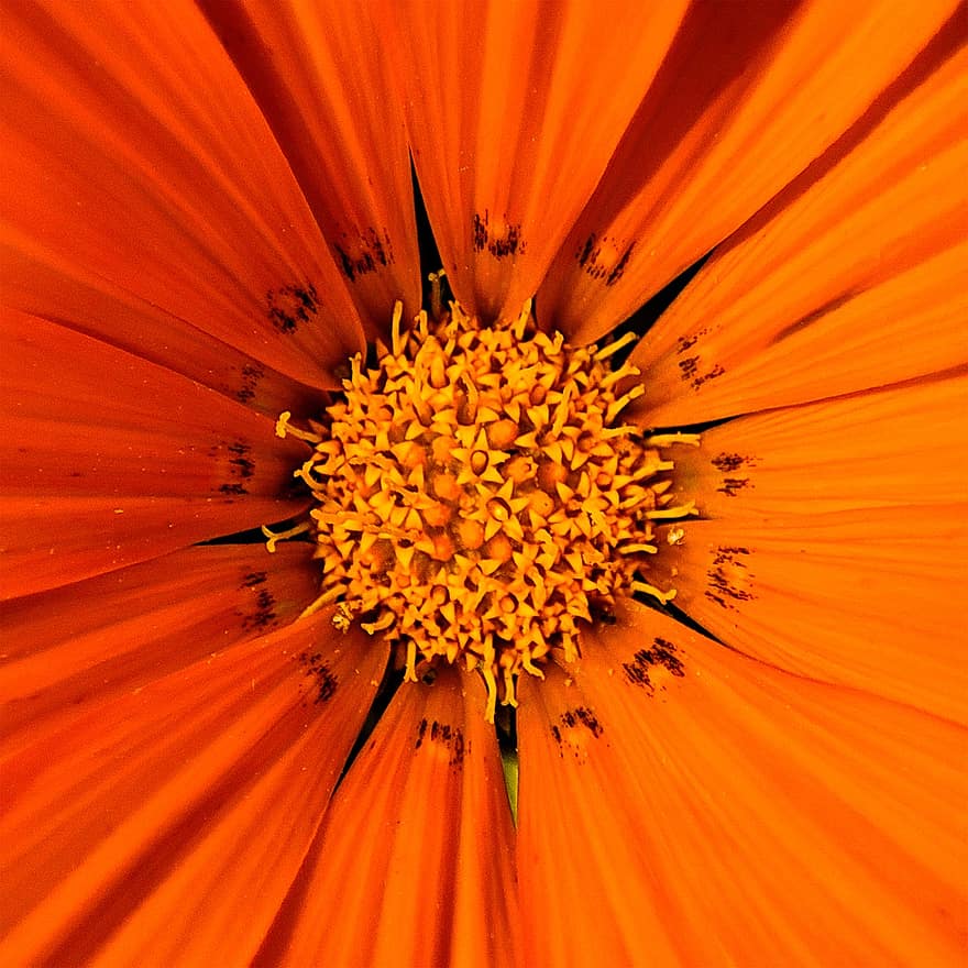 оранжев цвете, цвете, макро, наблизо, едър план, жълт, растение, единично цвете, венчелистче, лято, листо