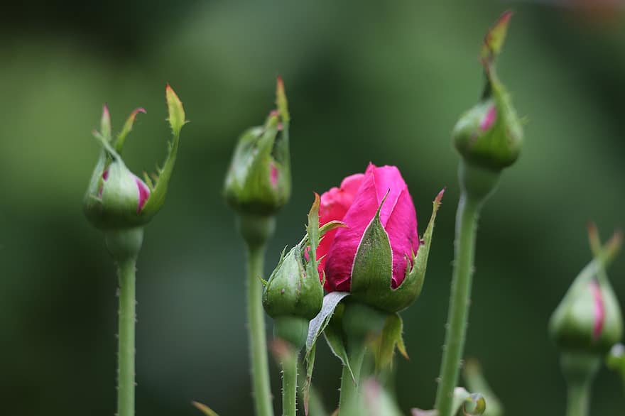 लाल गुलाब की मखमली, कलियों, फूल, पौधा, सजावटी, वसंत, प्रकृति