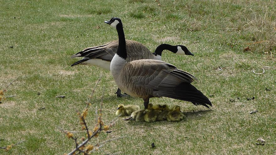 Canada Geese, Goslings, Birds, Geese, Waterfowls, Water Birds, Aquatic Birds, Animals, Plumage, Spring, goose