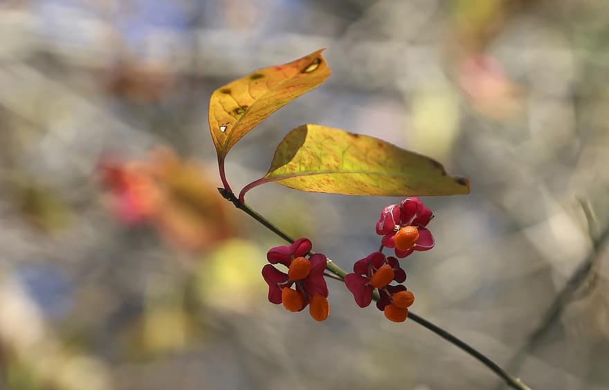 ratolest, listy, ovoce, trzmielina, keř, podzim