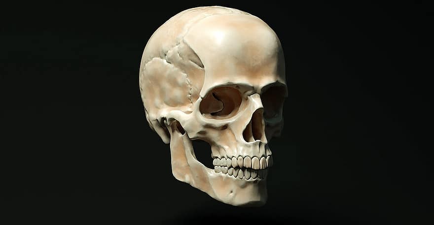 cráneo, medicina, es, humano, anatomía, doctor, esqueleto