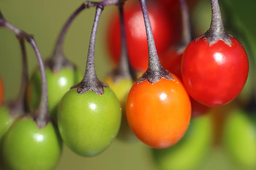 куче грозде, домати, Solanum, плодове, природа, градина