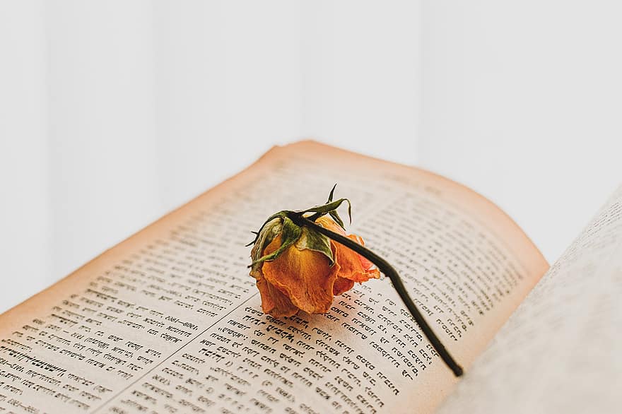 відкрита книга, сушена троянда, книжковий хробак, читання, Роман, сухоцвіт, троянда, єврейський текст, ідеальний день, романтика, книга
