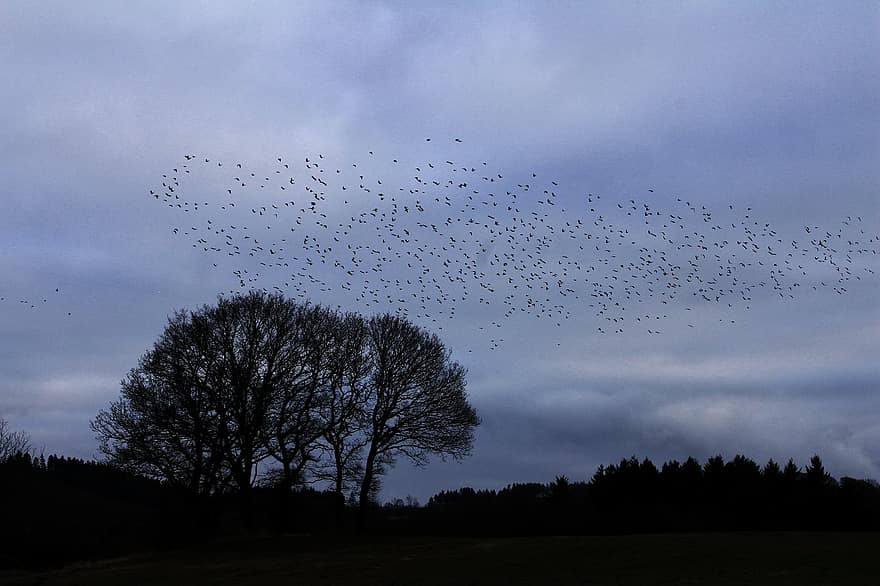 Flock Of Birds, Sundown, Birds, Spring, Evening, tree, flying, cloud, sky, blue, silhouette