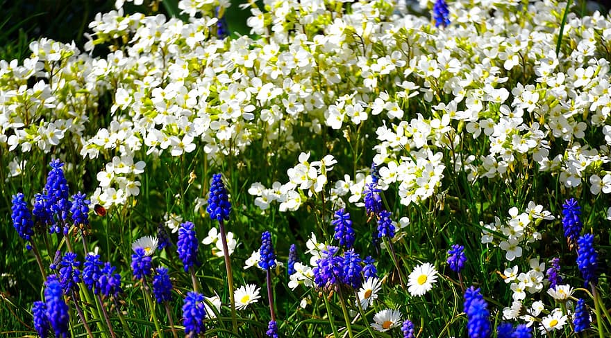 Flowers, Hyacinth, Garden, Floral Arrangement, Blossoms, Bloom, Spring, Nature, flower, plant, summer