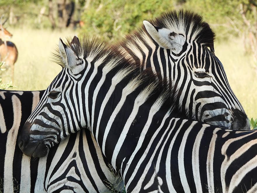 zebras, apkabinti, laukiniai, gyvūnas, laukinės gamtos, safari, pobūdį, dykumoje, Kenija, zoologijos sodas, žemės