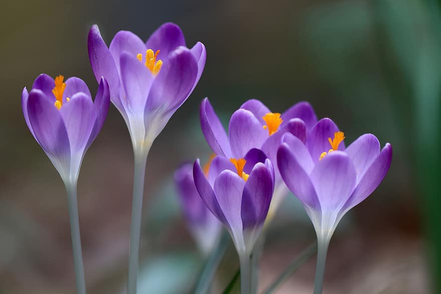 Crocus, Spring Flower, Spring Messenger Comment, Flower Purple, Petals, Blossom, Bloom, Flora, Harbinger Of Spring, Early Bloomer, Spring Awakening