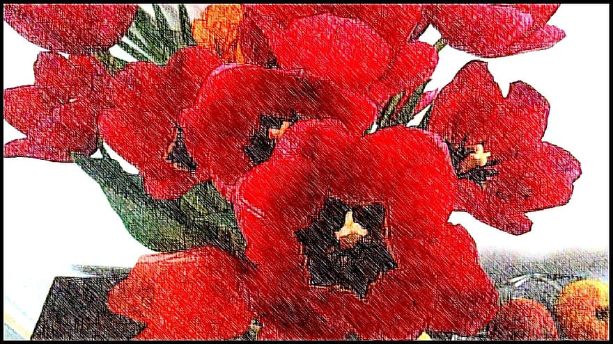 amarillis, květ