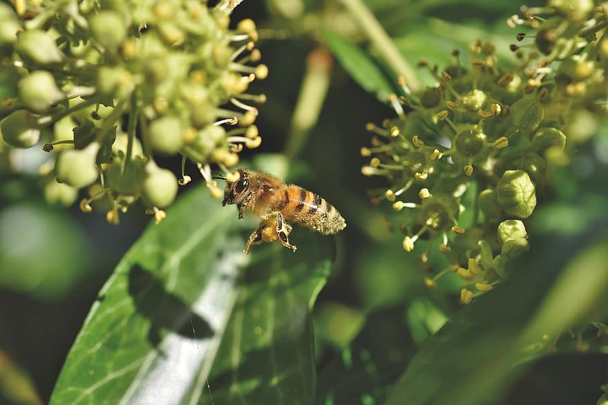 бджола, комаха, летить, політ, медоносна бджола, тварина, бутон, плющ, квіти, запилюють, запилення