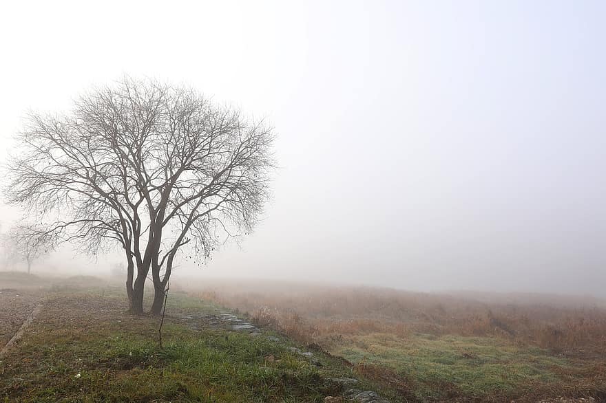 туман, дерево, природа, пейзаж, утро, осень, лес, сельская сцена, трава, время года, луг