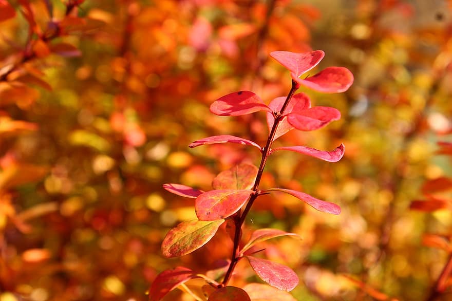 メギ、葉、秋、紅葉、赤い葉、ブランチ、木、工場、自然
