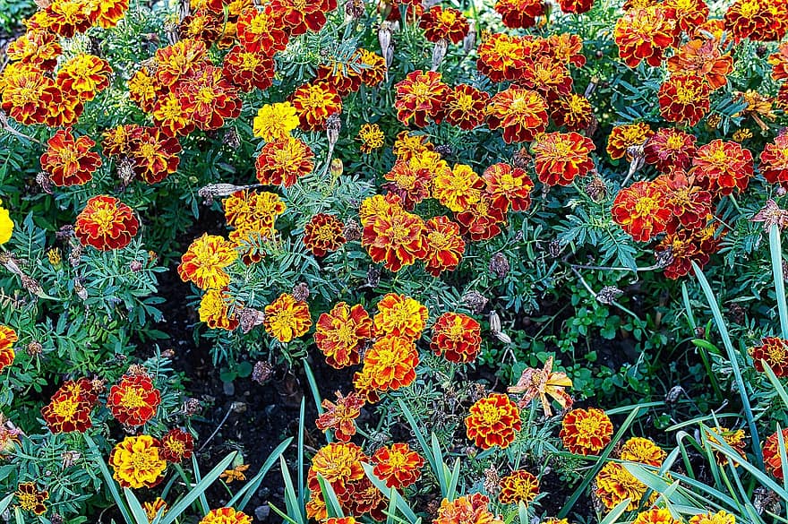 Flowers, Marigolds, Garden, Nature, plant, flower, summer, flower head, multi colored, close-up, leaf