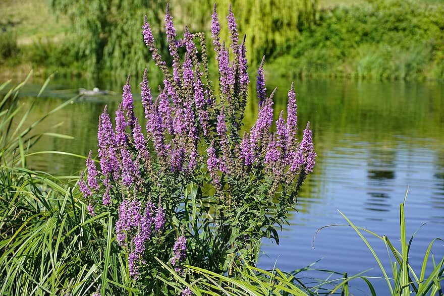 Flower, Lythrum, Loosestrife, Plant, Nature, Salicaria, Lake, Pond
