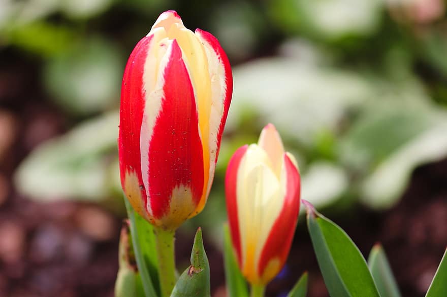 tulipán, květ, rostlina, řezané květiny, jarní květina, brzy bloomer, zahrada, Příroda