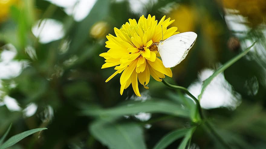 kool wit, vlinder, insect, bloem, coulissen, fabriek, tuin-, natuur, detailopname, Republiek Korea, incheon