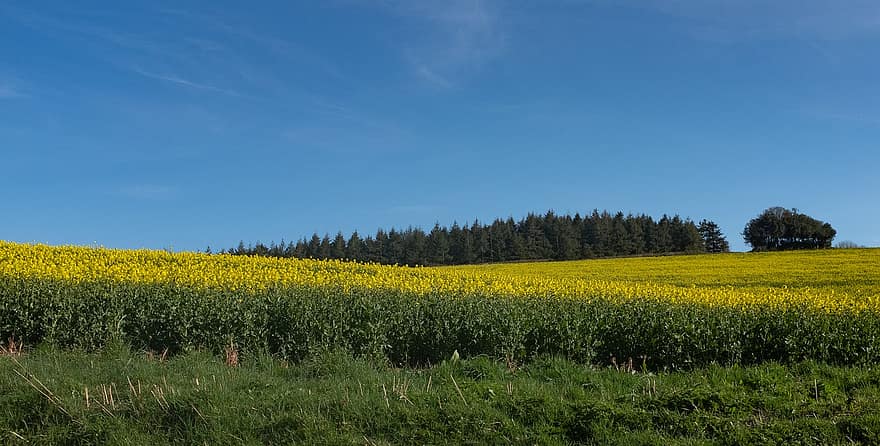 campo de colza, campo de violación, colza, naturaleza, escena rural, verano, amarillo, prado, azul, paisaje, color verde