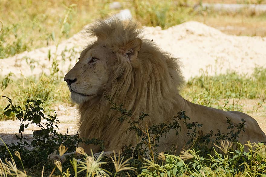 lleó, animal, mamífer, gat gran, animal salvatge, vida salvatge, fauna, desert, depredador, rei, Àfrica