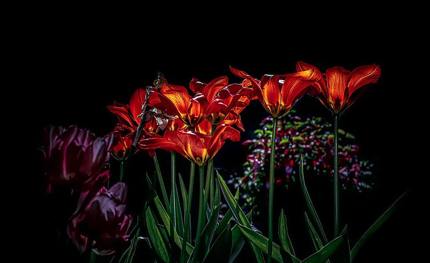 sazonal, ao ar livre, parque, flores do jardim, tulipas, arranjo floral, Jardim Botânico, dia internacional da mulher, tulipas vermelhas, Festival da Primavera, grupo vermelho