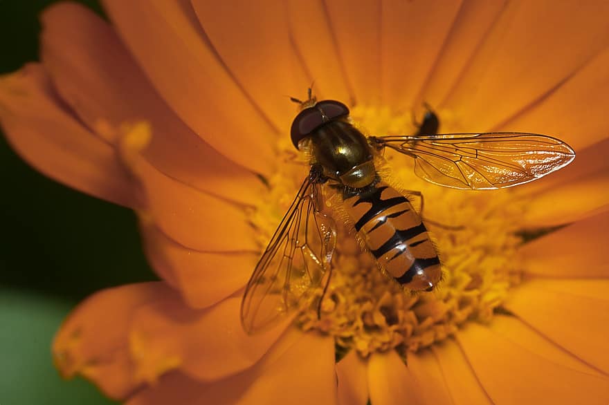 flyga, sväva flyga, insekt, blomma, närbild, djur-, makro, bi, gul, enda blomma, pollinering