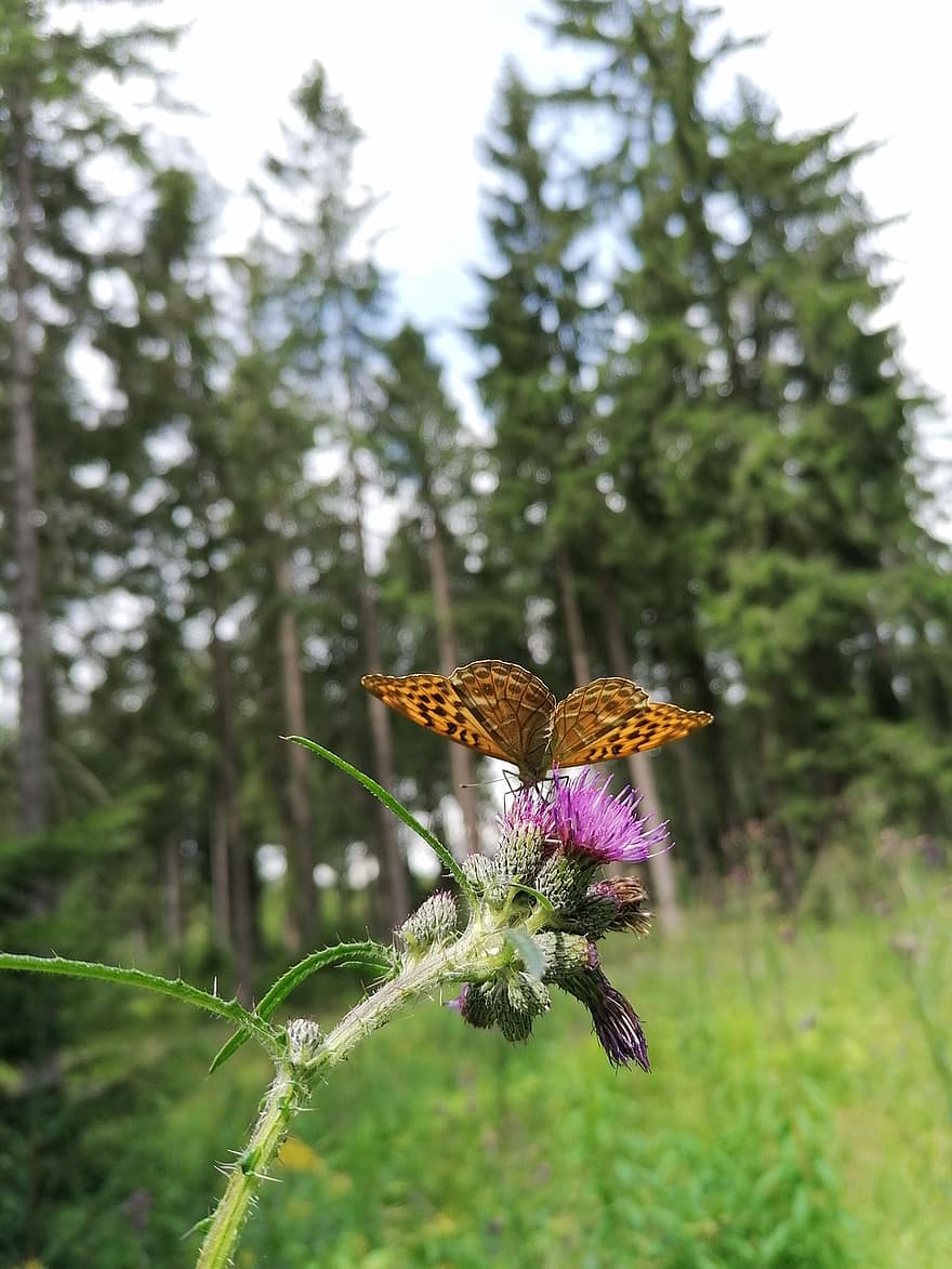 Butterfly, Insect, Thistle, Great Spangled Fritillary, Fritillary, Animal, Wings, Flower, Plant, Forest, Nature