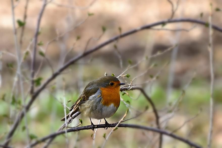 robin, burung penyanyi, paruh, bulu, bulu burung, taman, musim semi, binatang di alam liar, cabang, merapatkan, mengamati burung