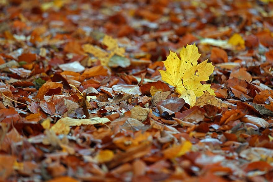 herfst, bladeren, gebladerte, herfstbladeren, herfst gebladerte, herfstkleuren, herfstseizoen, bladeren vallen, oranje bladeren, oranje blad, Bos