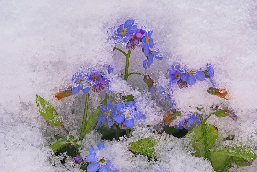 не ме забравяй, сняг, късно замръзване, пролетен сняг, снежно, валя сняг, цвете, цвят, разцвет, едър план, растение