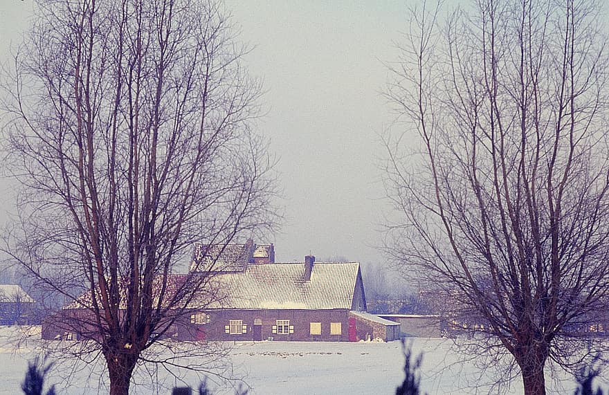 농장, 겨울, 자연, 시즌, 나무, 눈