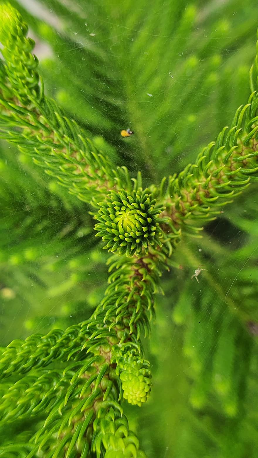 sai, folhagem, árvore, textura, detalhe, Norfolk Island Pine, cor verde, fechar-se, plantar, folha, frescura