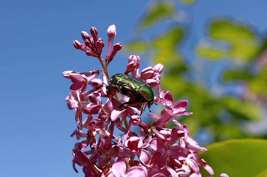 kumbang, kumbang mawar, ungu, lilac merah muda, bunga-bunga merah muda, kelopak, kelopak merah muda, berkembang, mekar, flora, fauna
