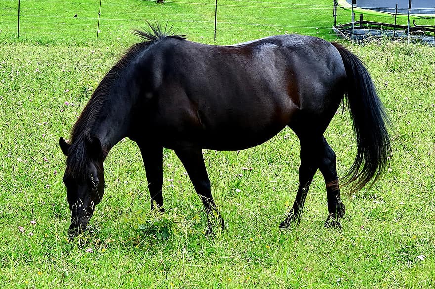лошадь, лошадиный, млекопитающее, животное, ферма, пастбища, грива, черный, природа