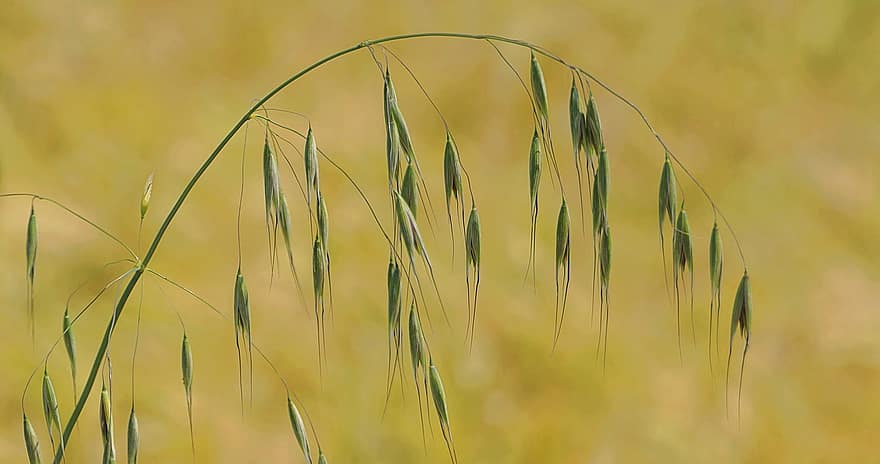Grass, Arc, Curve, Fields, Spikes, Barley, Nature, Agriculture, Field, Green, Yellow