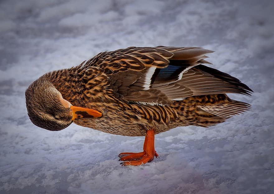 Duck, Snow, Winter, Bird, Ornithology, Avian, Waterbird, beak, feather, animals in the wild, close-up