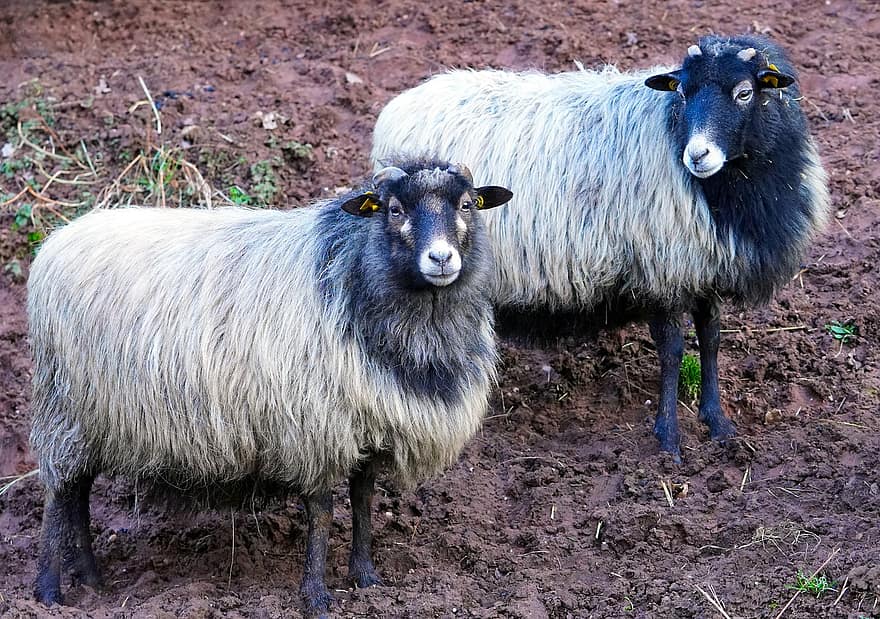 những con cừu, động vật, động vật có vú, hàng tồn kho, sân trang trại, cừu nhà, Vải, động vật nhai lại, móng guốc, phong cảnh, nông trại