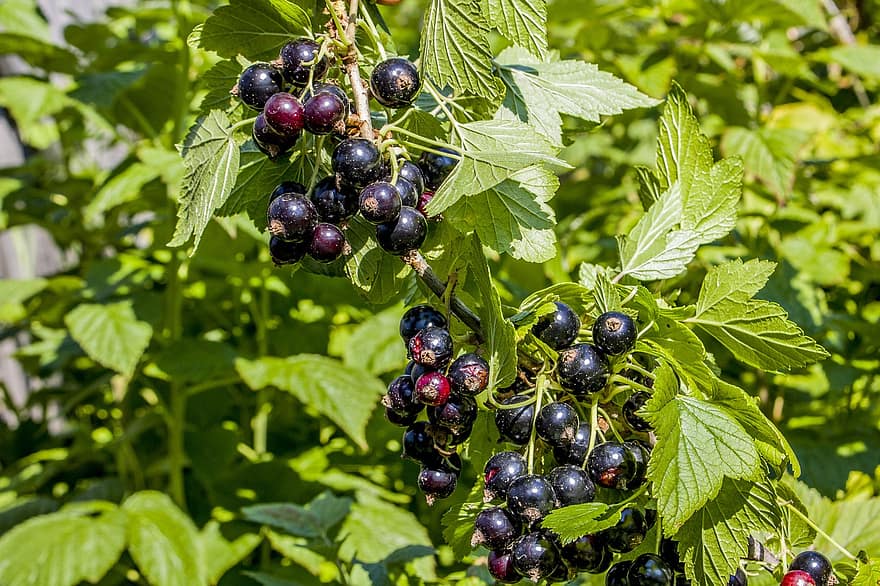 Currant, Branch, Green, Berry, Black