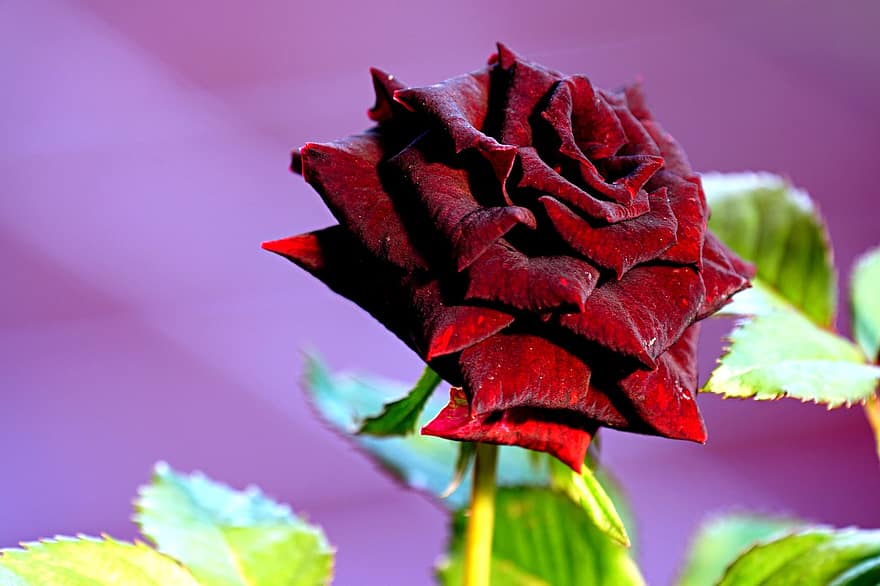 Роза, цветок, Красная роза, роза цветет, лепестки, лепестки роз, цветение, цвести, Флора, природа, лист