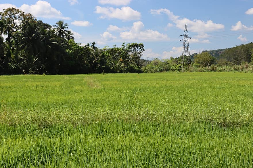 rijstvelden, farm, Bos, landschap, gras, weide, hemel, groene kleur, landelijke scène, zomer, blauw