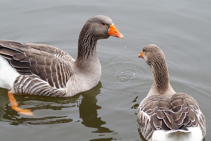 Goose Big, Landeska, Country, Couple, Bird, Beak, Feather, Lake, Water Bird, Pond, Fauna