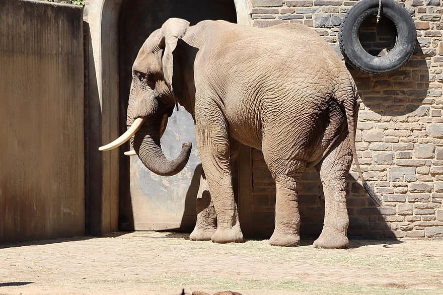 con voi, voi bụi châu phi, vườn bách thú, vòi voi, Răng voi, động vật có vú, động vật lớn, thú vật, thế giới động vật, vườn thú wuppertaler
