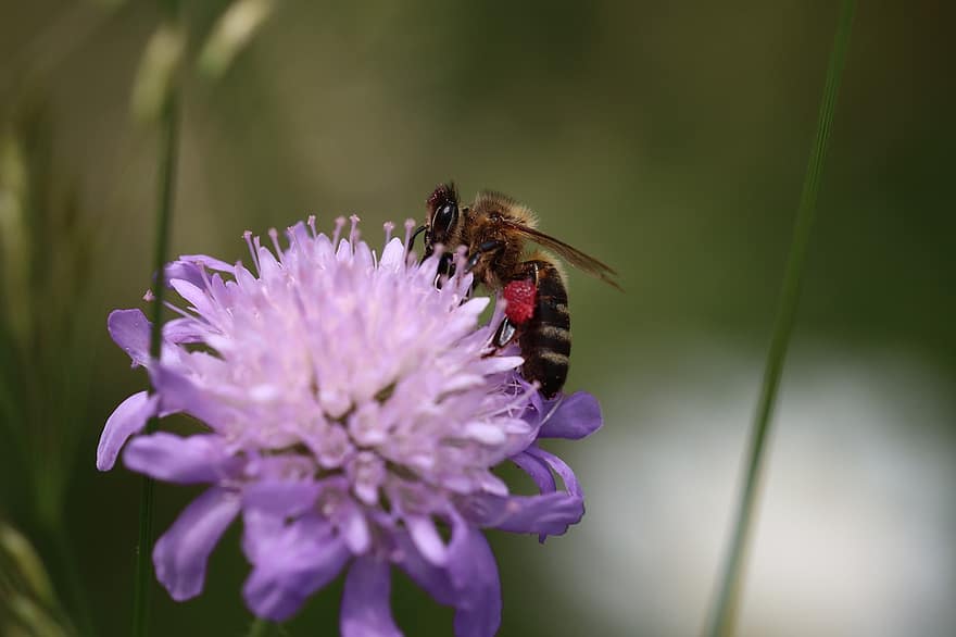 lebah, bunga, penyerbukan, serangga, alam, mekar, berkembang, flora, makro, pembiakan lebah, padang rumput