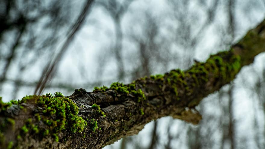 Branch, Moss, Tree, Algae, Wood, Forest, Nature, Closeup, Trees, Close Up, Outdoors