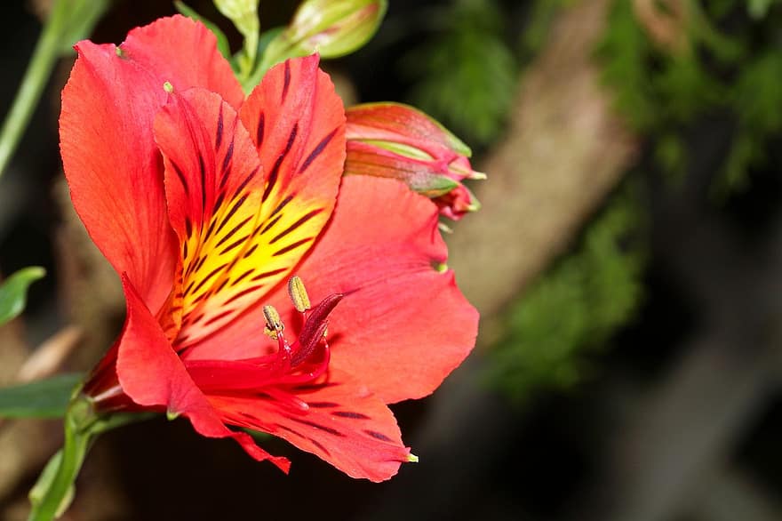 rote Blume, peruanische Lilie, Lilie der Inkas, Nahansicht, Natur, Blatt, Pflanze, Blume, Blütenblatt, Schönheit in der Natur, Sommer-