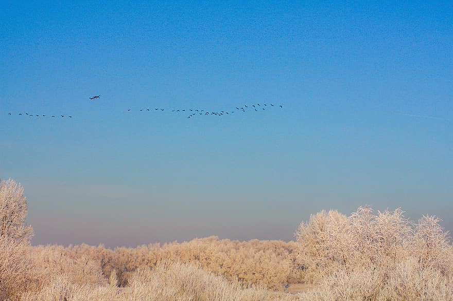 hivern, naturalesa, ocells, ramat, ornitologia, a l'aire lliure, aus migratòries, volant, blau, arbre, animals a la natura