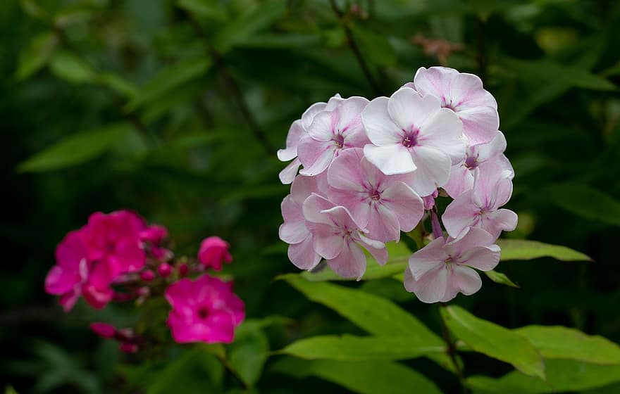 ไฮเดรนเยีย macrophylla, พืชไม้ดอกขนาดใหญ่, สวน, ดอกไม้, ช่อดอก, กลีบดอก, สีขาวขอบแดง, ฤดูร้อน